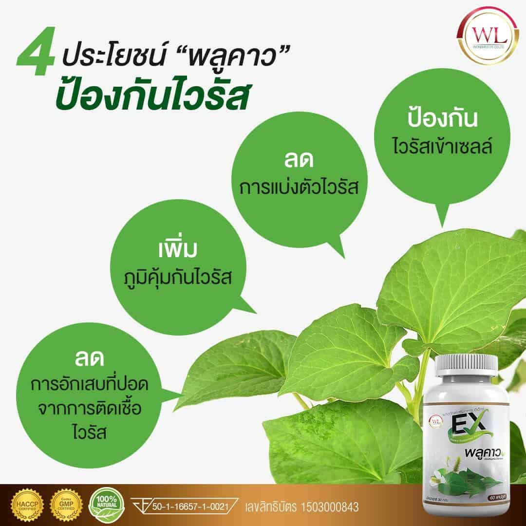 EX พลูคาว เสริมภูมิคุ้มกัน สู้ภัยโควิด-19 สมุนไพรพลูคาว ต้านไวรัส