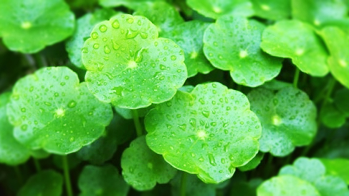 สารสกัดใบบัวบก (Centella asiatica)
