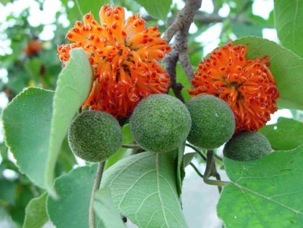 สารสกัดปอสา (ยกเลิกการจำหน่าย)