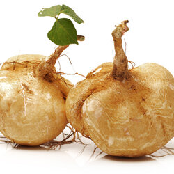 สารสกัดกวาวเครือขาว (Pueraria mirifica extract)