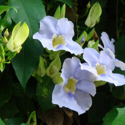 สารสกัดรางจืด (ยกเลิกการจำหน่าย)